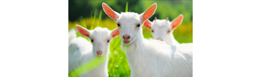 Овцеводство и козоводство